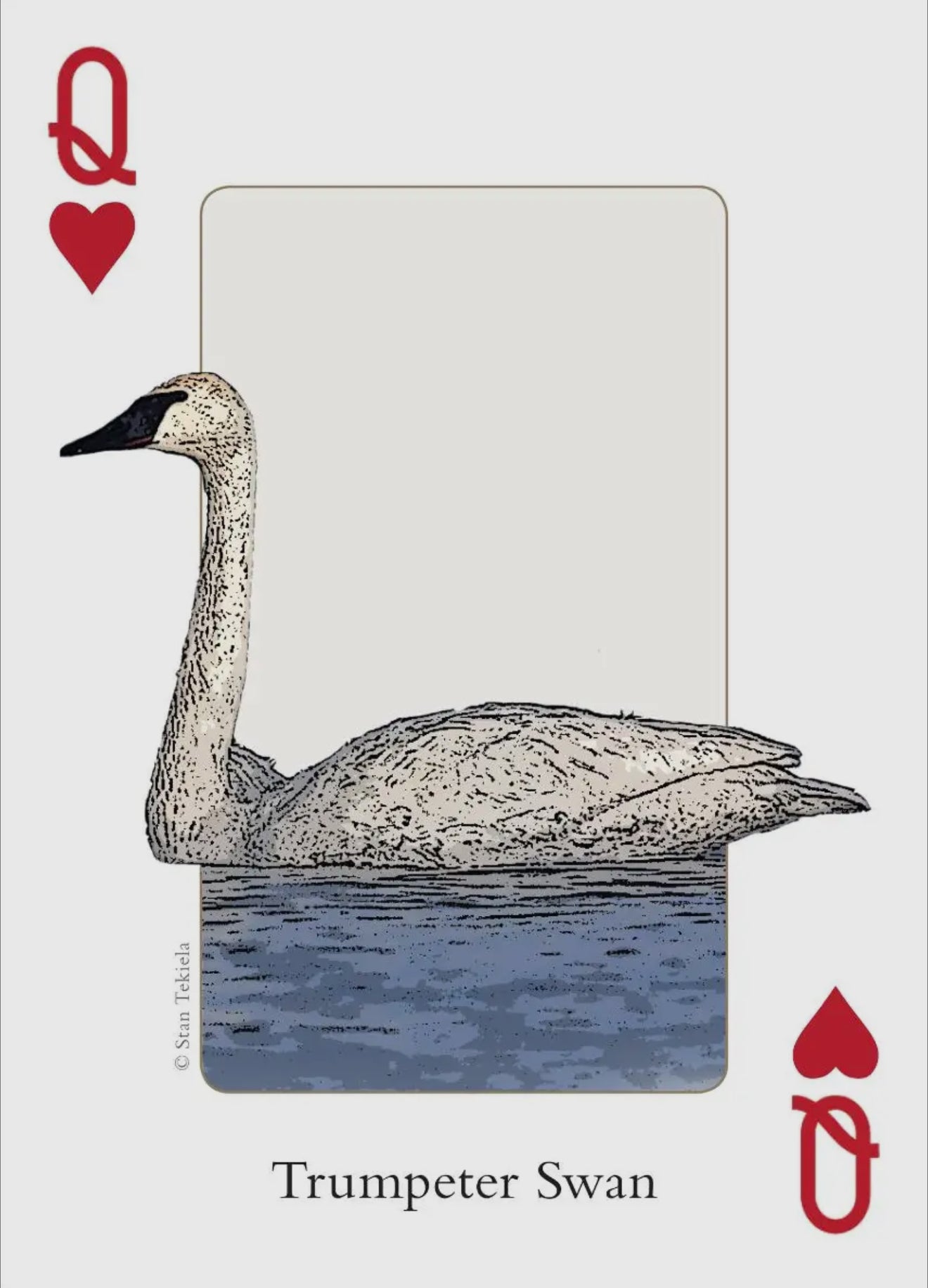Playing Cards