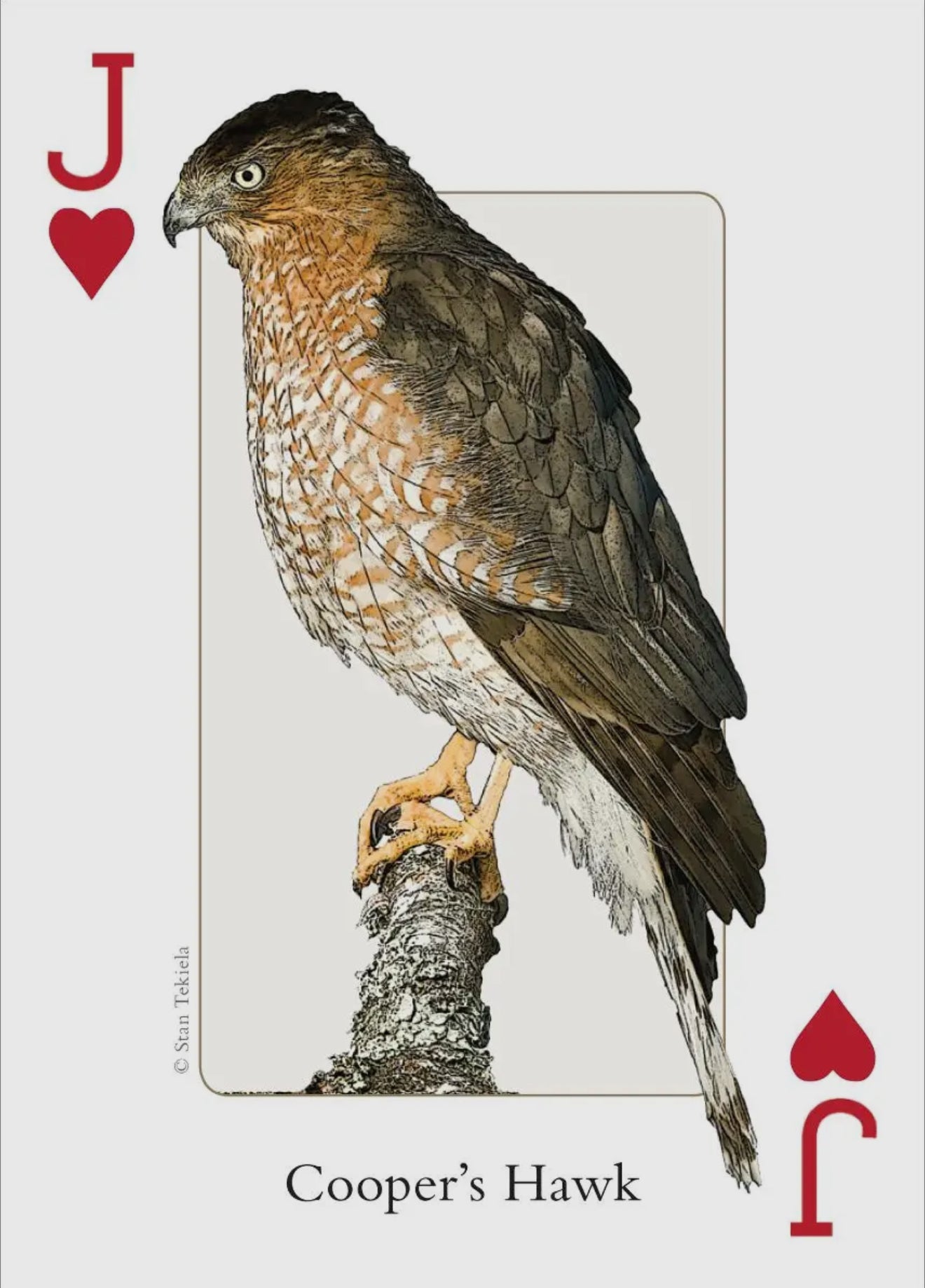 Playing Cards